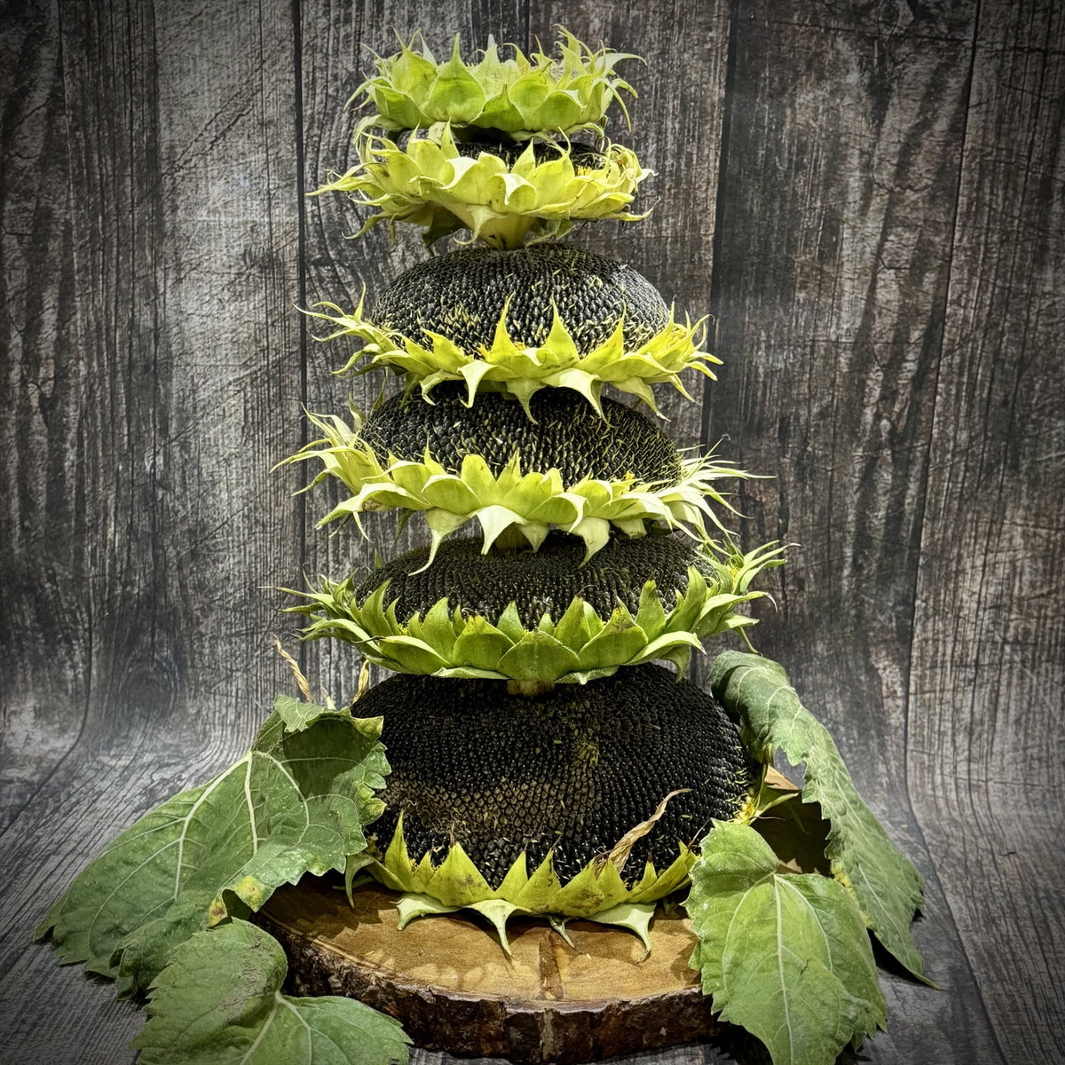 6  Sunflower Heads (mixed Sizes)